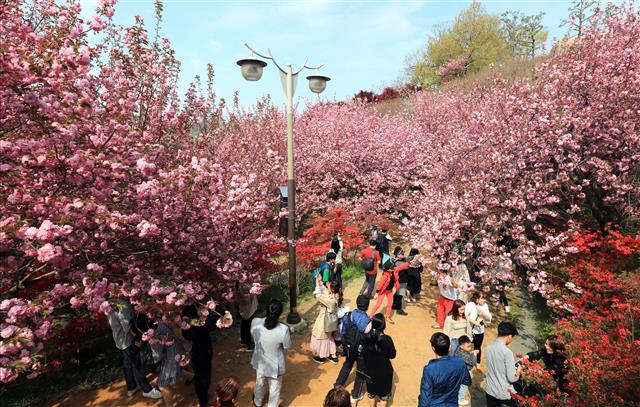 따뜻한 봄날씨를 보인 21일 전북 전주시 완산공원꽃동산을 찾은 시민과 관광객들이 활짝 핀 겹벚꽃과 철쭉 등을 보며 사진을 찍고 있다.2019.4.21 뉴스1