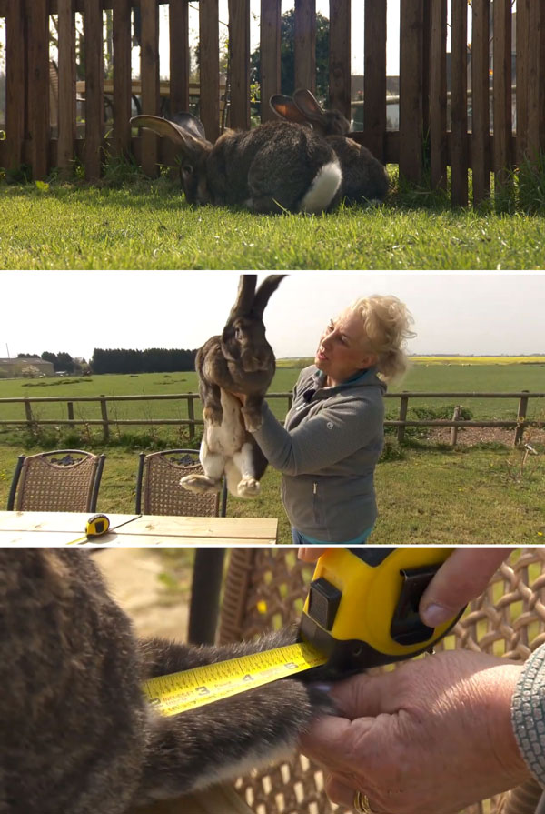 세계에서 가장 꼬리가 긴 토끼 데이지 메이(Daisy May)와 주인 아네트 에드워드 (Annette Edwards·68).