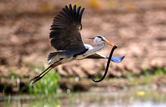 드렁허리 사냥하는 왜가리