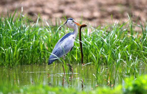 대형 드렁허리 사냥한 왜가리