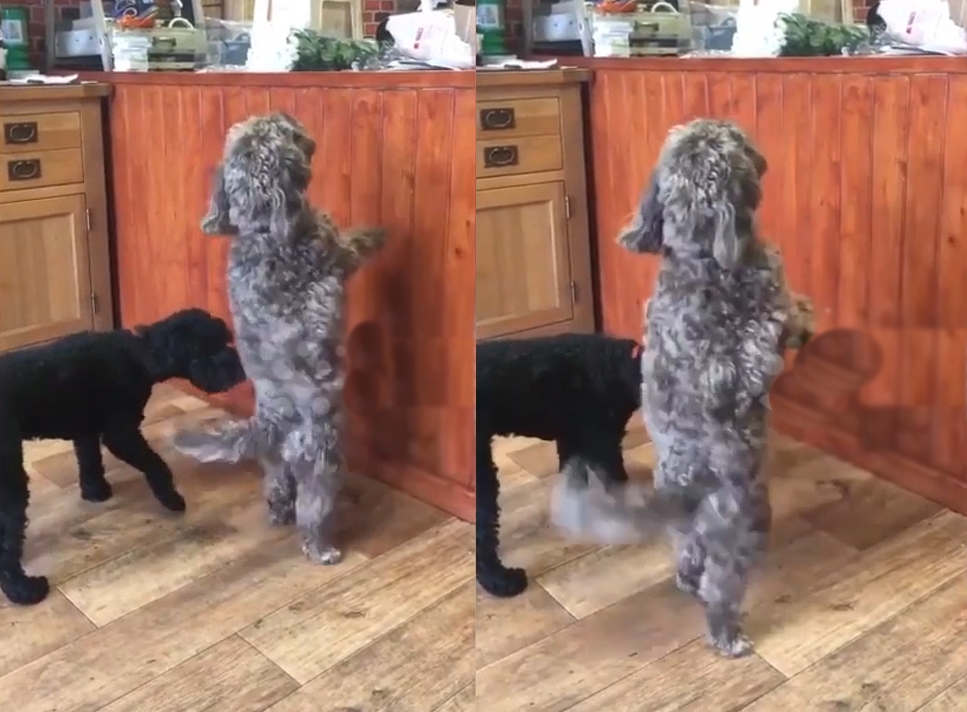 경쾌한 춤동작을 선보인 귀여운 강아지 모습(유튜브 영상 캡처)