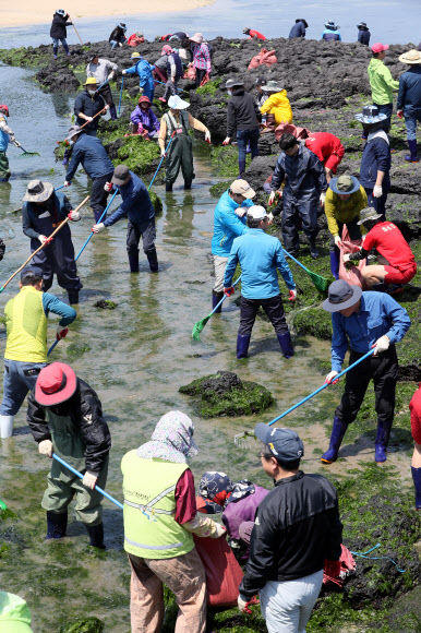 3일 오후 제주시 조천읍 신흥리 해안가에서 민관군 자원봉사자들이 최근 해안에 밀려온 파래를 수거하고 있다. 2019.5.3  연합뉴스