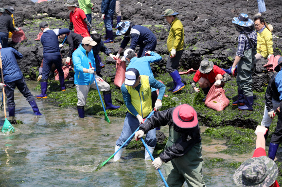 3일 오후 제주시 조천읍 신흥리 해안가에서 민관군 자원봉사자들이 최근 해안에 밀려온 파래를 수거하고 있다. 2019.5.3  연합뉴스
