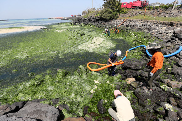 3일 오후 제주시 조천읍 신흥리 해안가에서 제주시 관계자들이 준설차를 동원해 최근 해안에 밀려온 파래를 수거하고 있다. 2019.5.3  연합뉴스
