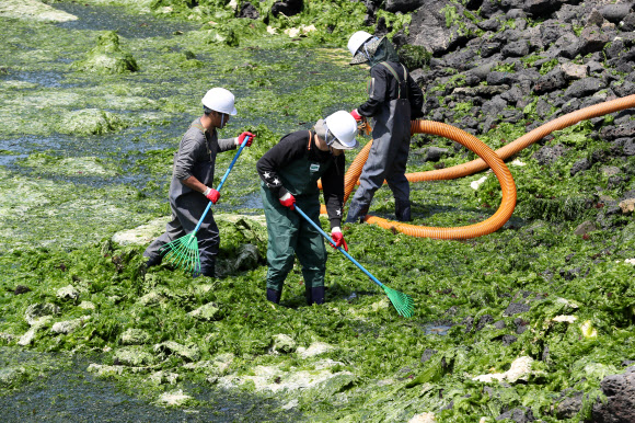 3일 오후 제주시 조천읍 신흥리 해안가에서 제주시 관계자들이 준설 장비를 동원해 최근 해안에 밀려온 파래를 수거하고 있다. 2019.5.3  연합뉴스