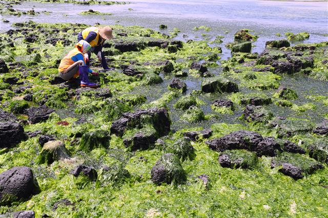 3일 제주시 조천읍 신흥리 해안에서 도의원들과, 의회관계자, 주민, 해병대 장병 등 120여명이 구멍갈파래 수거 작업을 하고 있다. 제주 동부 해안에는 매년 수온이 따뜻해지는 4월~8월쯤 구멍갈파래가 밀려들어 미관 저해와 함께 악취까지 내뿜어 대책 마련이 시급한 실정이다.2019.5.3 뉴스1
