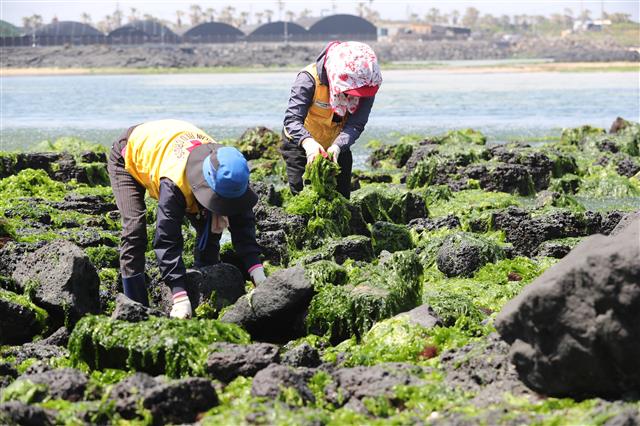 3일 제주시 조천읍 신흥리 해안에서 도의원들과, 의회관계자, 주민, 해병대 장병 등 120여명이 구멍갈파래 수거 작업을 하고 있다. 제주 동부 해안에는 매년 수온이 따뜻해지는 4월~8월쯤 구멍갈파래가 밀려들어 미관 저해와 함께 악취까지 내뿜어 대책 마련이 시급한 실정이다.2019.5.3 뉴스1