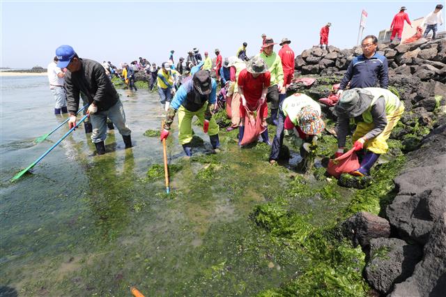 3일 제주시 조천읍 신흥리 해안에서 도의원들과, 의회관계자, 주민, 해병대 장병 등 120여명이 구멍갈파래 수거 작업을 하고 있다. 제주 동부 해안에는 매년 수온이 따뜻해지는 4월~8월쯤 구멍갈파래가 밀려들어 미관 저해와 함께 악취까지 내뿜어 대책 마련이 시급한 실정이다.2019.5.3 뉴스1