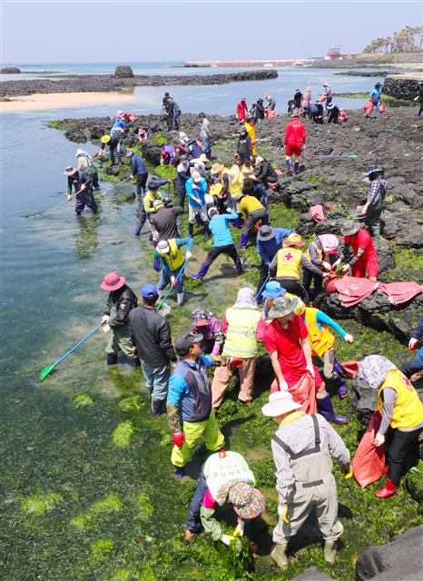3일 제주시 조천읍 신흥리 해안에서 도의원들과, 의회관계자, 주민, 해병대 장병 등 120여명이 구멍갈파래 수거 작업을 하고 있다. 제주 동부 해안에는 매년 수온이 따뜻해지는 4월~8월쯤 구멍갈파래가 밀려들어 미관 저해와 함께 악취까지 내뿜어 대책 마련이 시급한 실정이다.2019.5.3 뉴스1