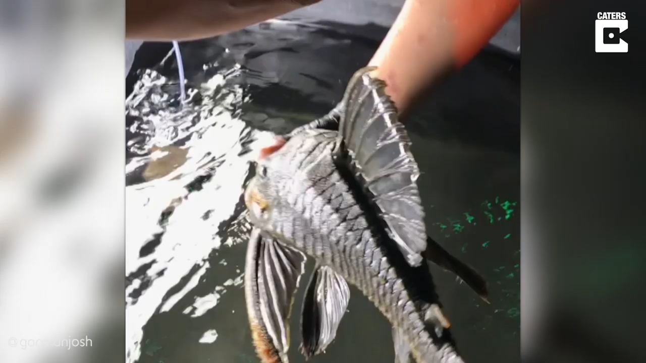 하루 이상 물 밖에서 살 수 있는 것으로 알려진 플레코종 물고기 모습(유튜브 영상 캡처)