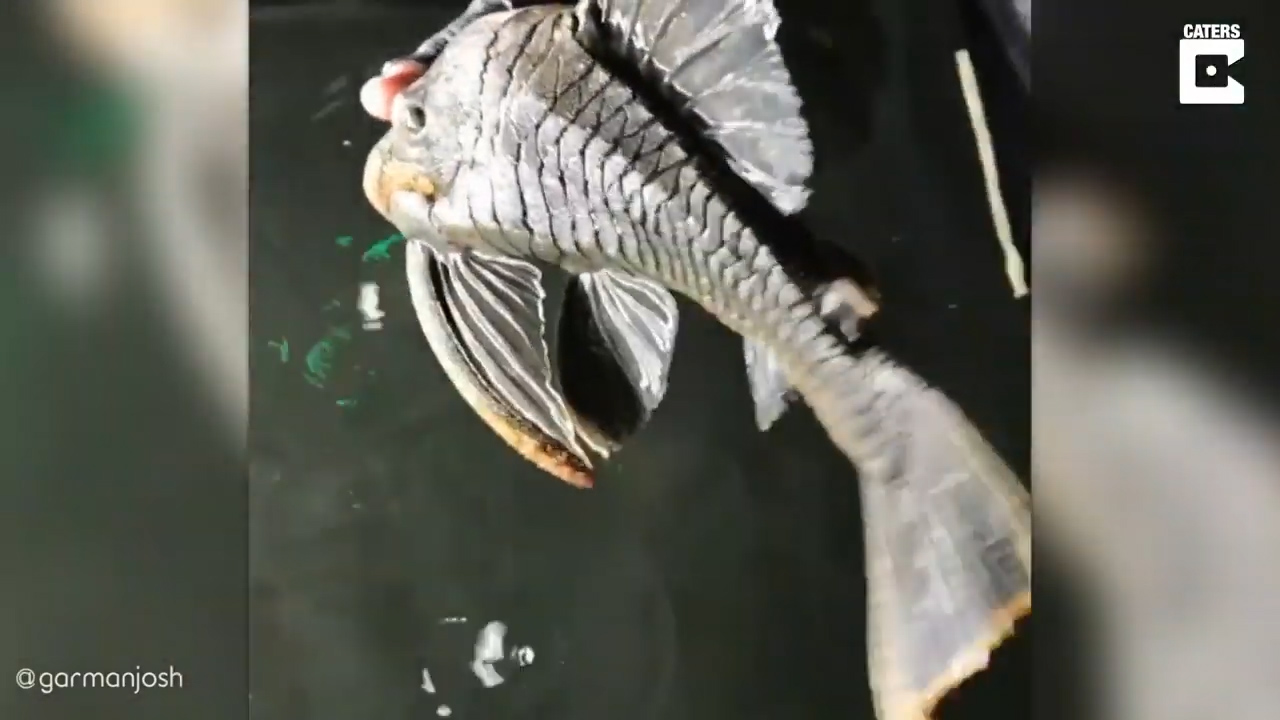 하루 이상 물 밖에서 살 수 있는 것으로 알려진 플레코종 물고기 모습(유튜브 영상 캡처)