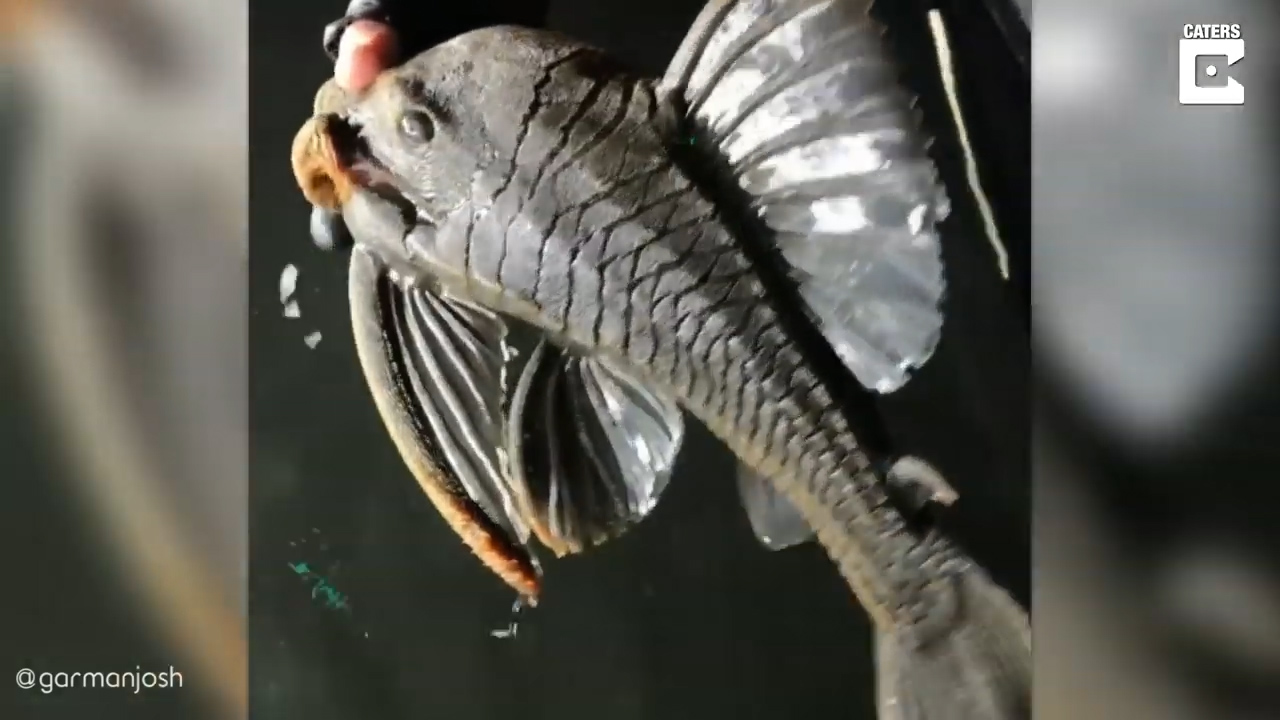 하루 이상 물 밖에서 살 수 있는 것으로 알려진 플레코종 물고기 모습(유튜브 영상 캡처)