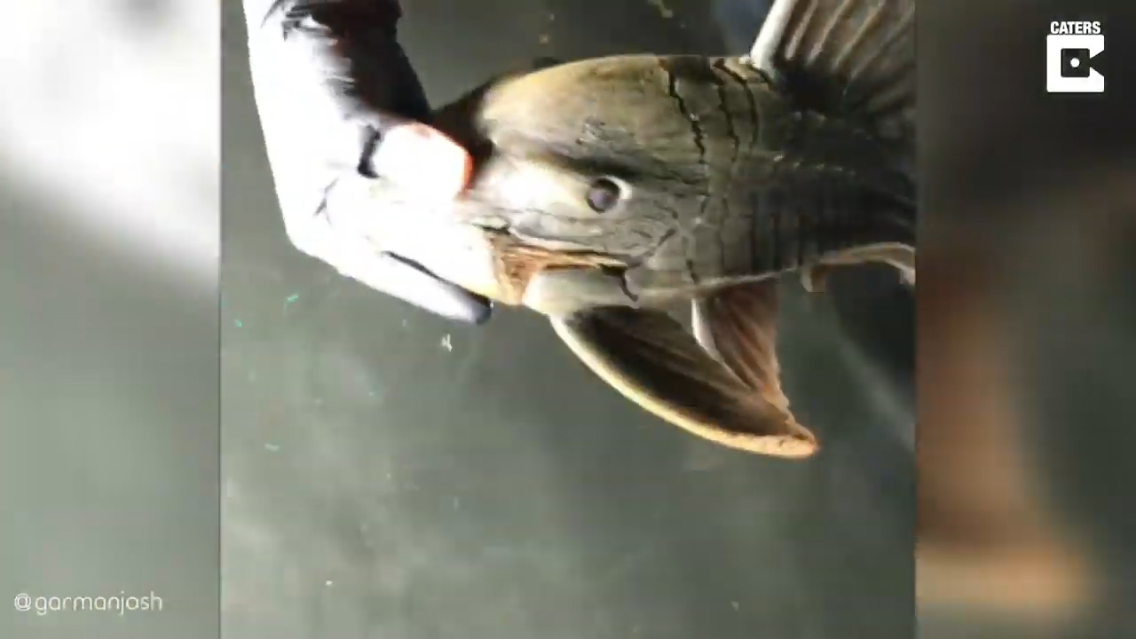 하루 이상 물 밖에서 살 수 있는 것으로 알려진 플레코종 물고기 모습(유튜브 영상 캡처)