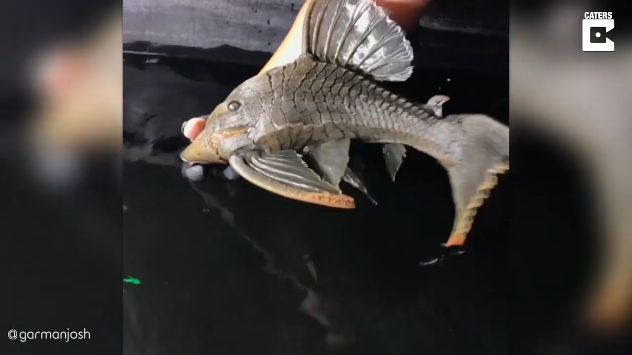 하루 이상 물 밖에서 살 수 있는 것으로 알려진 플레코종 물고기 모습(유튜브 영상 캡처)