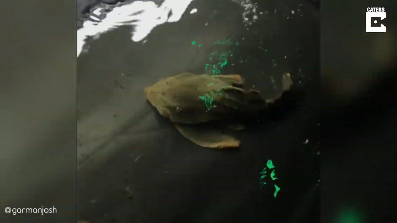 하루 이상 물 밖에서 살 수 있는 것으로 알려진 플레코종 물고기 모습(유튜브 영상 캡처)