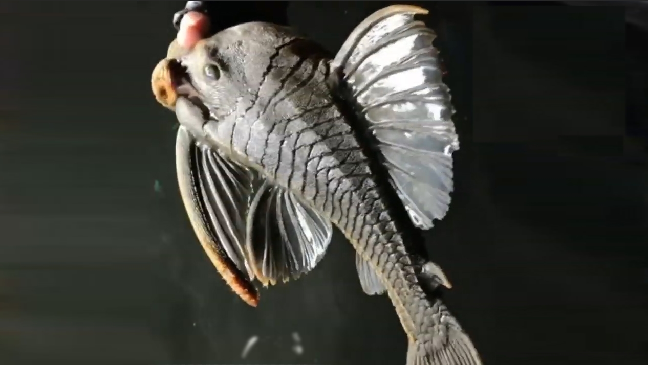 하루 이상 물 밖에서 살 수 있는 것으로 알려진 플레코종 물고기 모습(유튜브 영상 캡처)