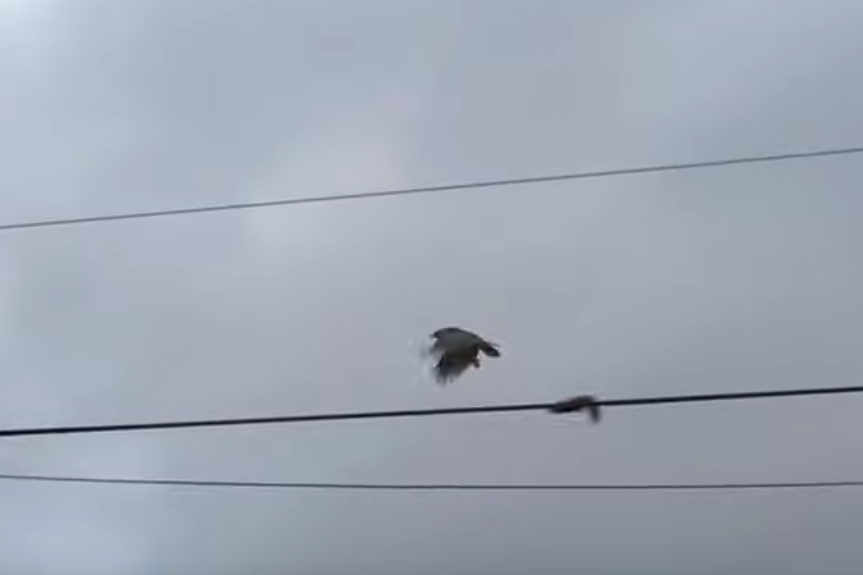 매 공격 피한 다람쥐