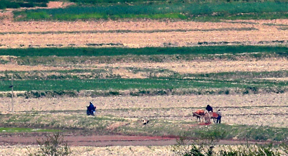 북한 들녘 소달구지