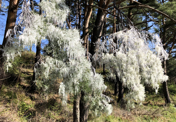 5월에 핀 얼음꽃