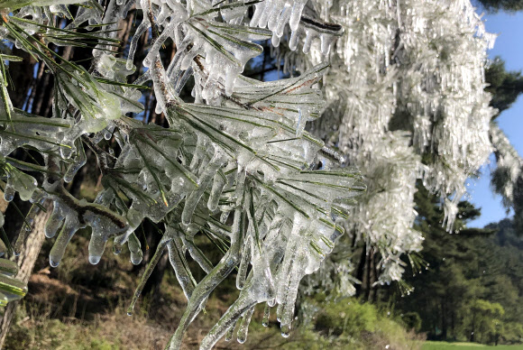 5월에 핀 얼음꽃