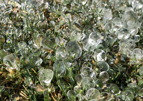 깜짝 추위가 만든 얼음구슬