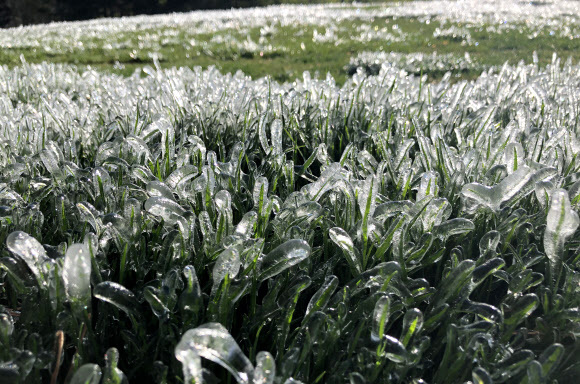 깜짝 추위에 얼음이 송글