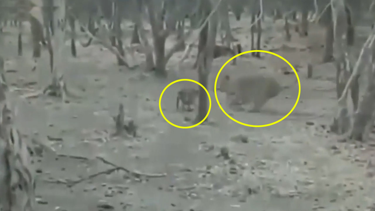 인도 기르 국립공원에서 사자와 개가 싸우는 장면(유튜브 영상 캡처)