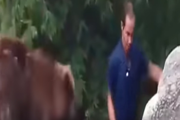 동물원 곰 우리 안으로 뛰어든 남성