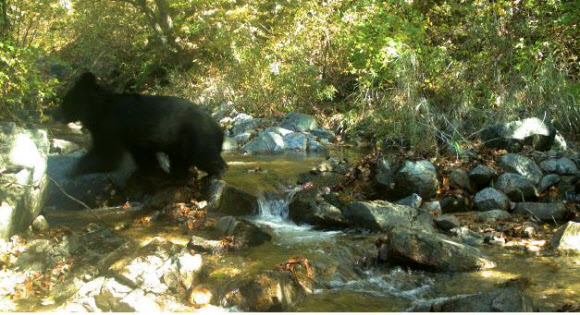 8일 환경부와 국립생태원이 공개한 비무장지대(DMZ) 내 반달가슴곰의 사진.  환경부 제공