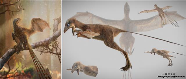 중국 랴오닝성에서 발견된 박쥐 날개를 가진 공룡 ‘암보프테릭스 론기브라키움’의 상상도. 중국 과학원 고(古)척추동물·고인류 연구소 제공
