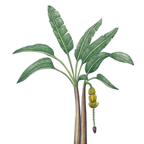 바나나의 형태. 바닐라는 난초과 바닐라속, 바나나는 파초과 무사속으로 둘은 전혀 다른 식물이다.