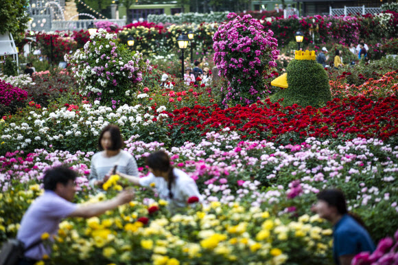 에버랜드 장미축제 17일 개막