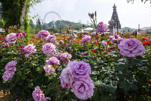 에버랜드 장미축제 17일 개막