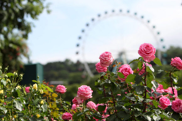 에버랜드 장미축제 17일 개막