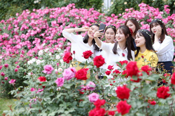에버랜드 장미축제 17일 개막