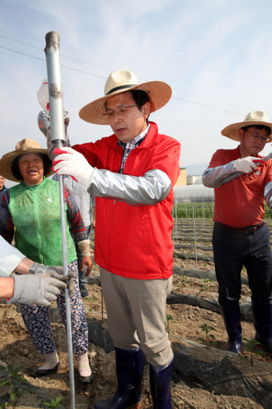자유한국당 황교안 대표가 14일 오전 충북 제천시 무도2리 고추밭에서 봉사활동을 하고 있다. 2019.5.14  연합뉴스