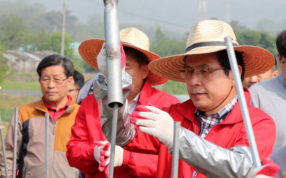 자유한국당 황교안 대표가 14일 오전 충북 제천시 무도2리 고추밭에서 봉사활동을 하고 있다. 2019.5.14  연합뉴스