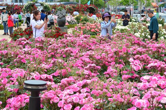 19일 오후 경북 포항시 북구 영일대장미원에서 관광객들이 장미향기를 따라 걸어가고 있다. 2019.5.19 뉴스1