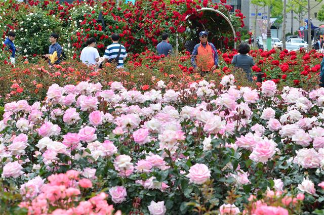 19일 오후 경북 포항시 북구 영일대장미원에서 관광객들이 장미향기를 따라 걸어가고 있다. 2019.5.19 뉴스1