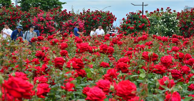19일 오후 경북 포항시 북구 영일대장미원에서 관광객들이 장미향기를 따라 걸어가고 있다. 2019.5.19 뉴스1