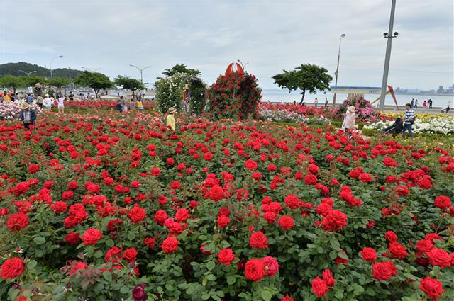 19일 오후 경북 포항시 북구 영일대장미원에서 관광객들이 장미향기를 따라 걸어가고 있다. 2019.5.19 뉴스1