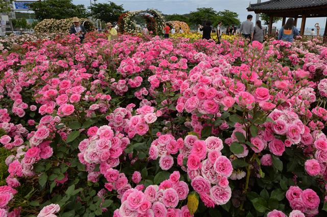 19일 오후 경북 포항시 북구 영일대장미원에서 관광객들이 장미향기를 따라 걸어가고 있다. 2019.5.19 뉴스1