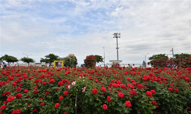 19일 오후 경북 포항시 북구 영일대장미원에서 관광객들이 장미향기를 따라 걸어가고 있다. 2019.5.19 뉴스1