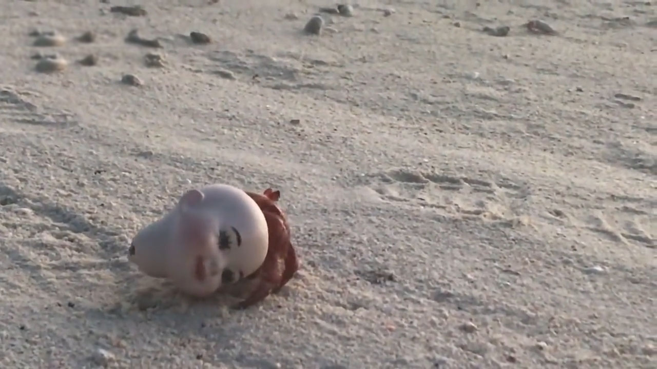 플라스틱 인형 머리 속에 갇혀 힘겹게 해안가를 걷고 있는 게 한 마리 모습(유튜브 영상 캡처)