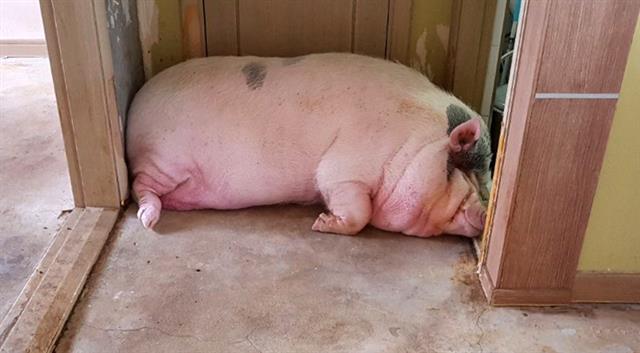 300kg 돼지가 애완용?…잇단 민원에 보호시설行