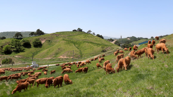 강원 평창군 대관령 한우연구소의 축사에서 겨우내 생활하던 한우 300여 마리가 첫 방목된 22일 초지에서 싱싱한 풀을 뜯고 있다. 2019.5.22  연합뉴스