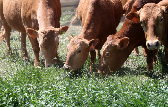 강원 평창군 대관령 한우연구소의 축사에서 겨우내 생활하던 한우 300여 마리가 첫 방목된 22일 초지에서 싱싱한 풀을 뜯고 있다. 2019.5.22  연합뉴스
