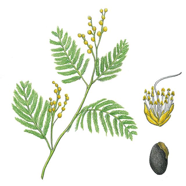 아카시아 중 한 종인 은엽아카시아. 아까시나무와 같은 콩과이지만 전혀 다른 식물이다.