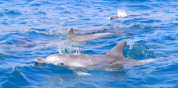 헤엄치는 남방큰돌고래