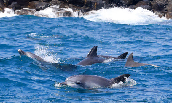춤추는 남방큰돌고래